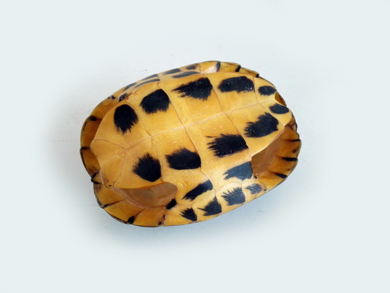 caparazon tortuga taxidermia 7x17x13 (14eu.) 1u